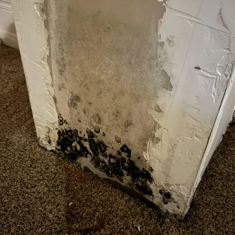 Professional Mold Removal in King William, VA